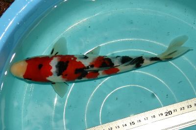 20080608 032-400.jpg